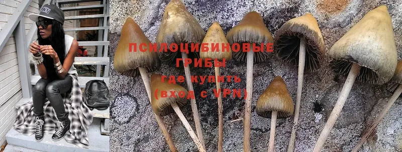 Галлюциногенные грибы Cubensis  купить закладку  Высоцк 